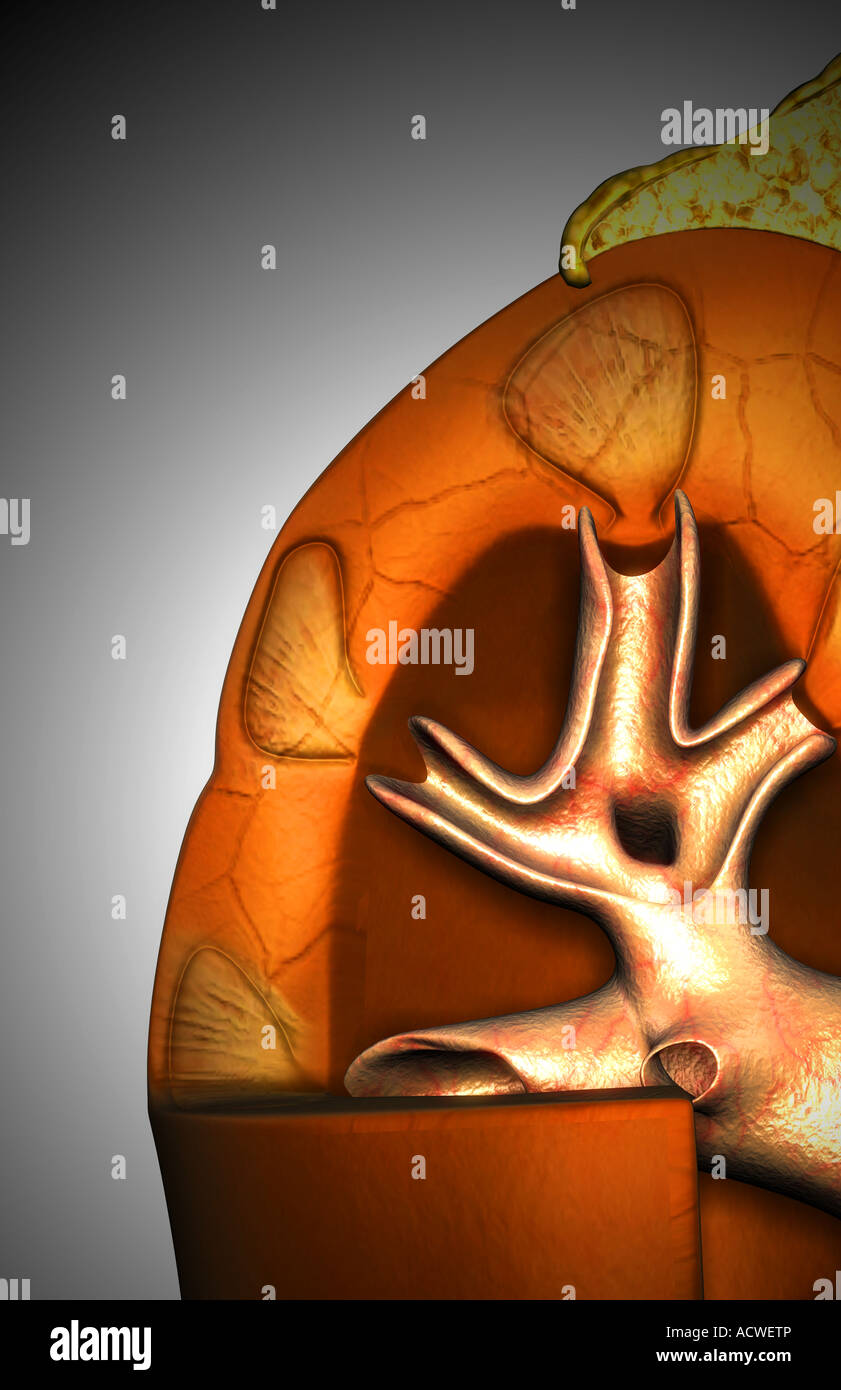 Renal Medulla High Resolution Stock Photography and Images Alamy