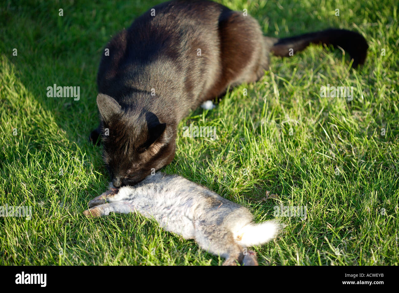 Cat Eating Rabbit