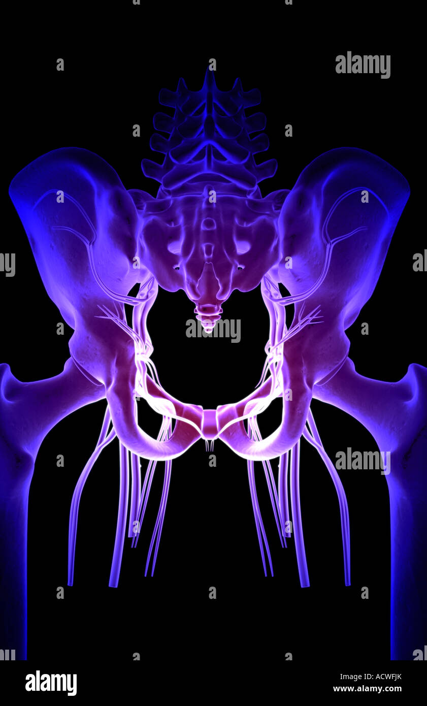 Blood supply of the pelvis Stock Photo