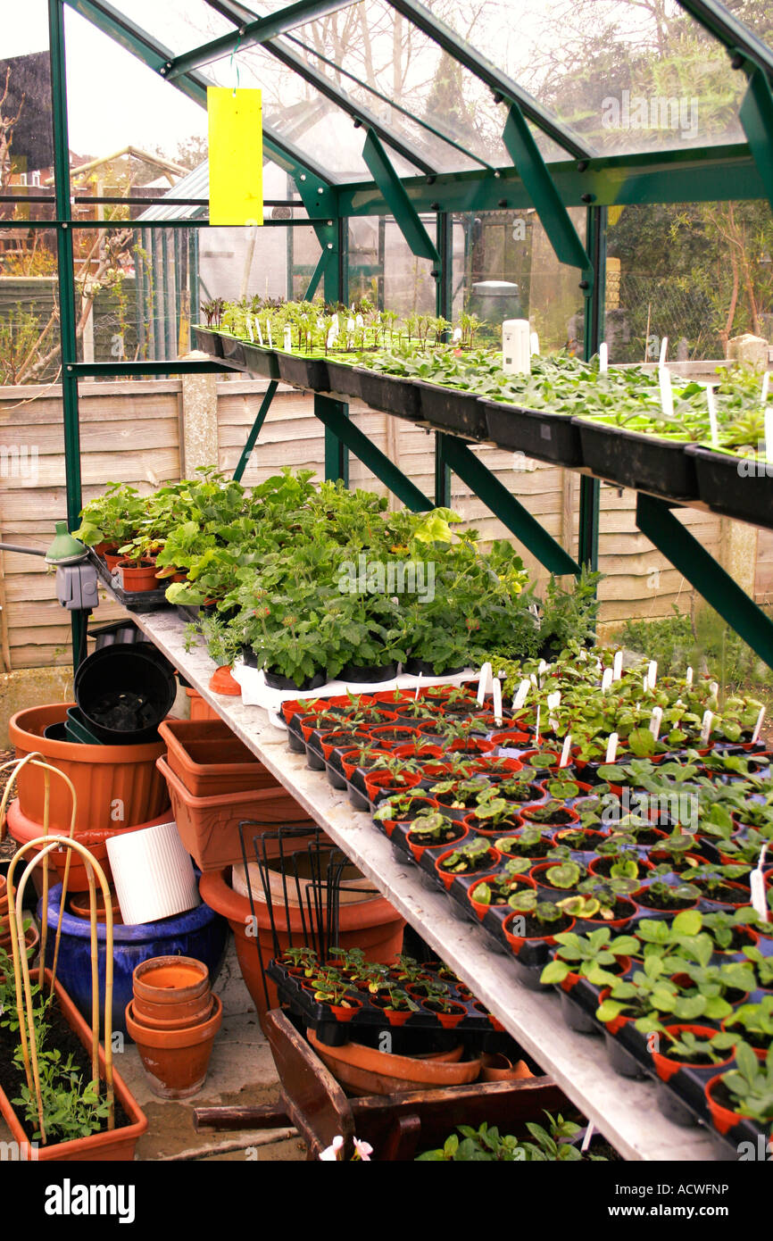 THE INTERIOR OF A GREENHOUSE IN EARLY SPRING WITH NEWLY PLANTED PLANTS ...