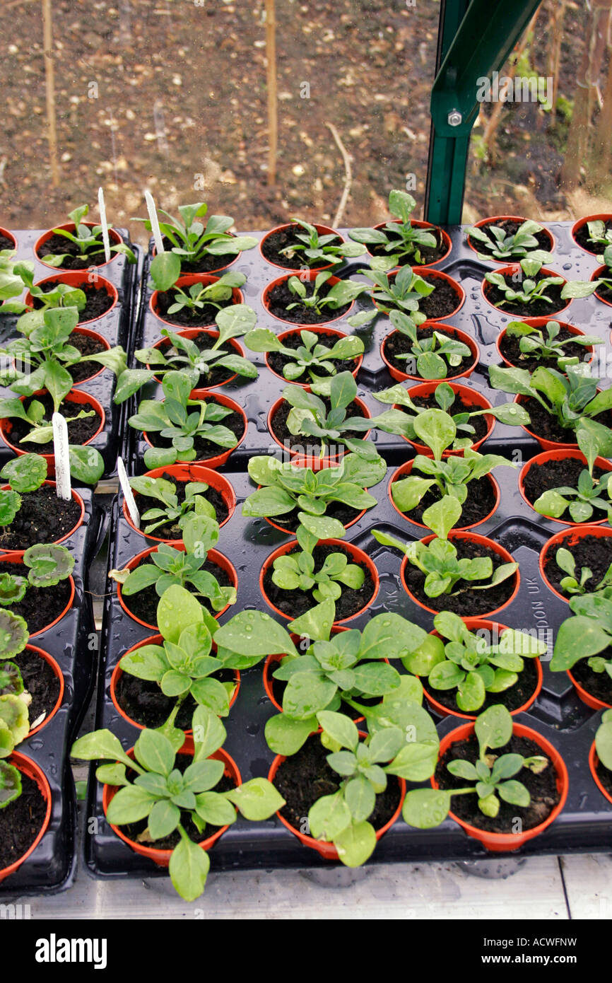 PETUNIA PLUG PLANTS IN A GREENHOUSE. SOLANACEAE Stock Photo - Alamy