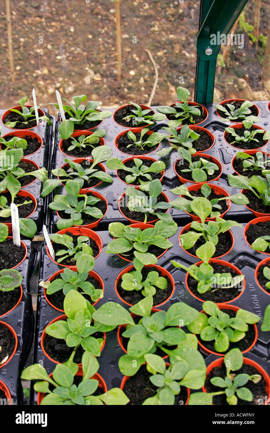 PETUNIA PLUG PLANTS IN A GREENHOUSE. SOLANACEAE Stock Photo - Alamy