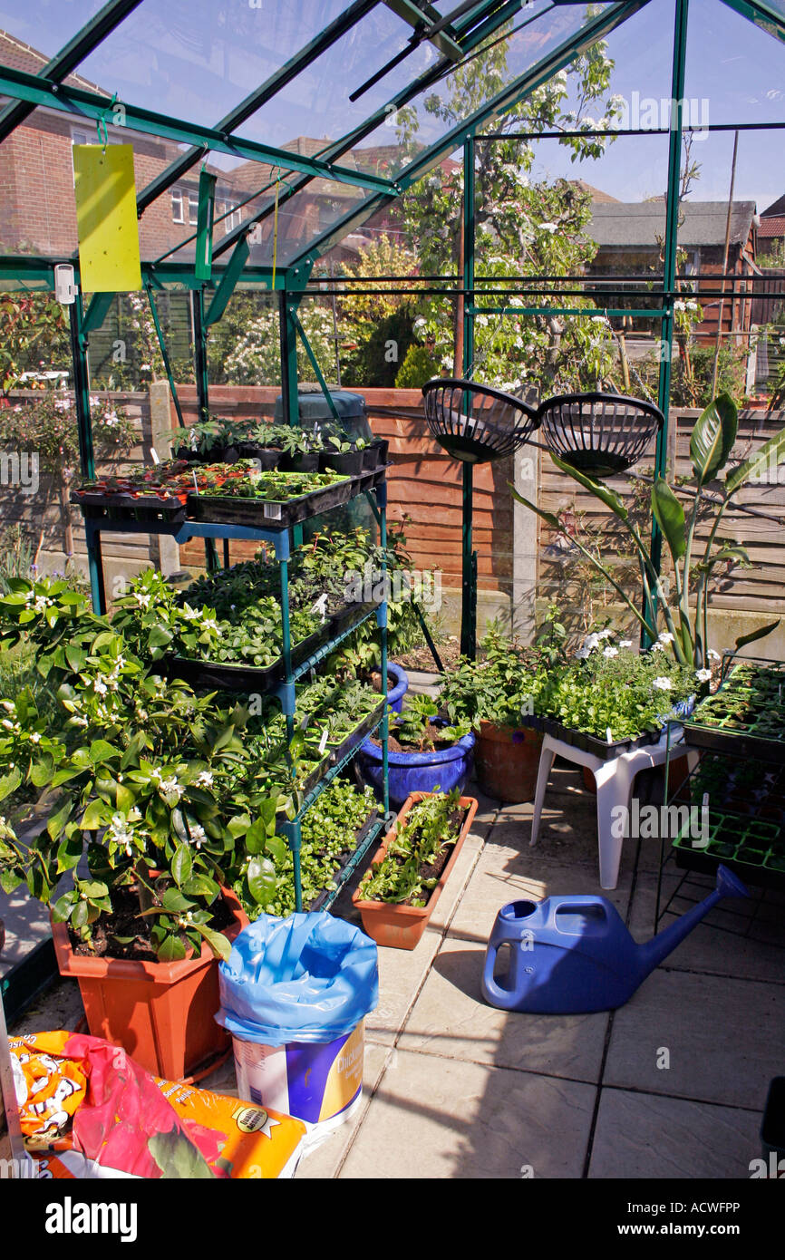 THE INTERIOR OF A GREENHOUSE IN EARLY SPRING WITH YOUNG PLANTS Stock ...