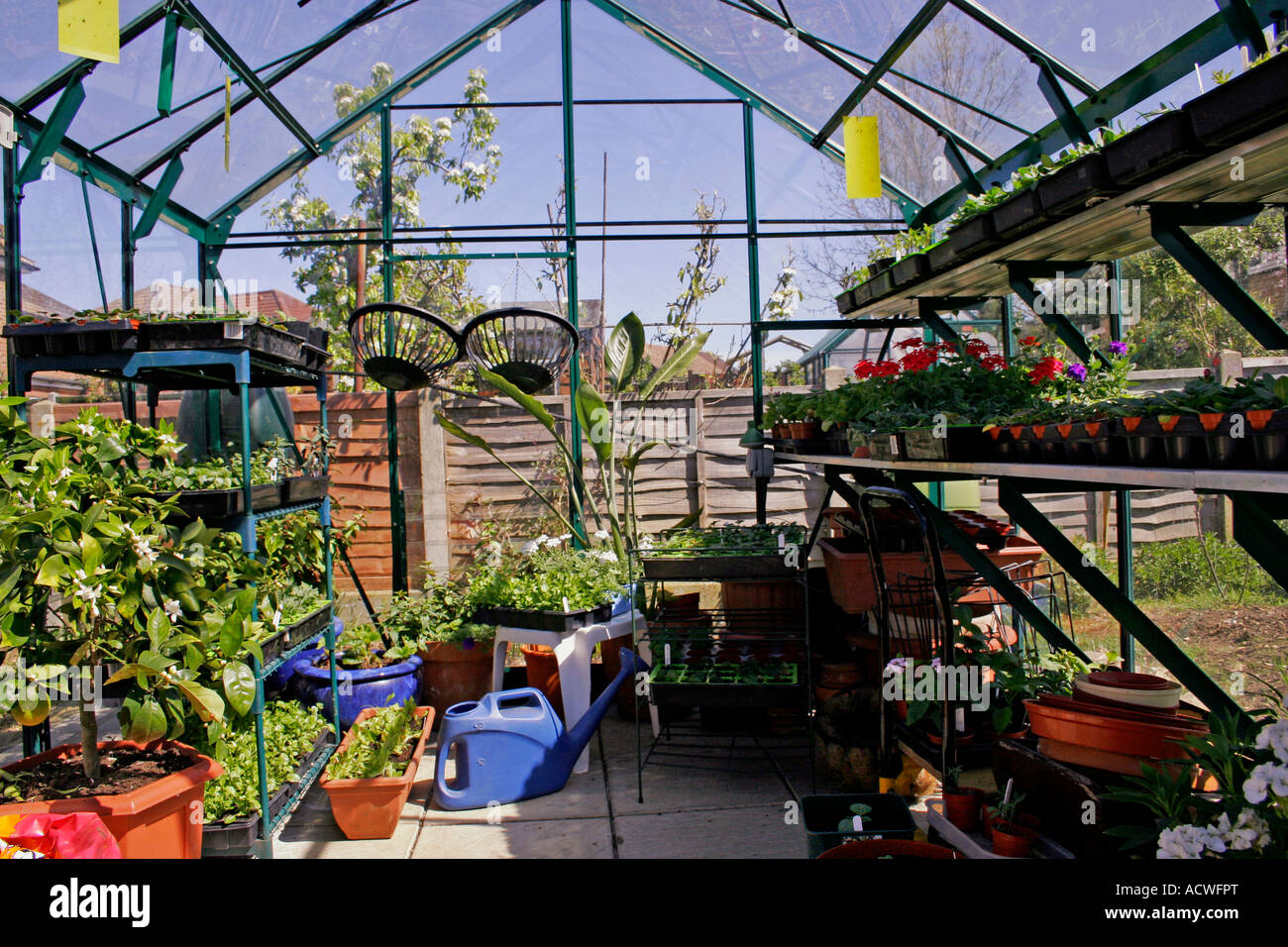 THE INTERIOR OF A GREENHOUSE IN EARLY SPRING WITH YOUNG PLANTS Stock ...