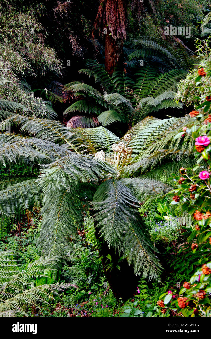 DICKSONIA FIBROSIA. GOLDEN TREE FERN. CYATHEACEAE. DICKSONIACEAE Stock Photo