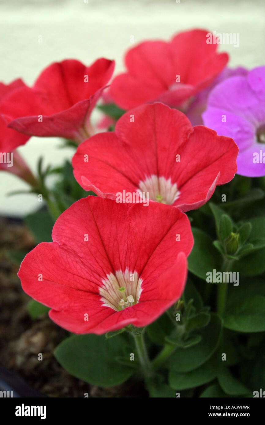 Solanaceae hi-res stock photography and images - Page 3 - Alamy