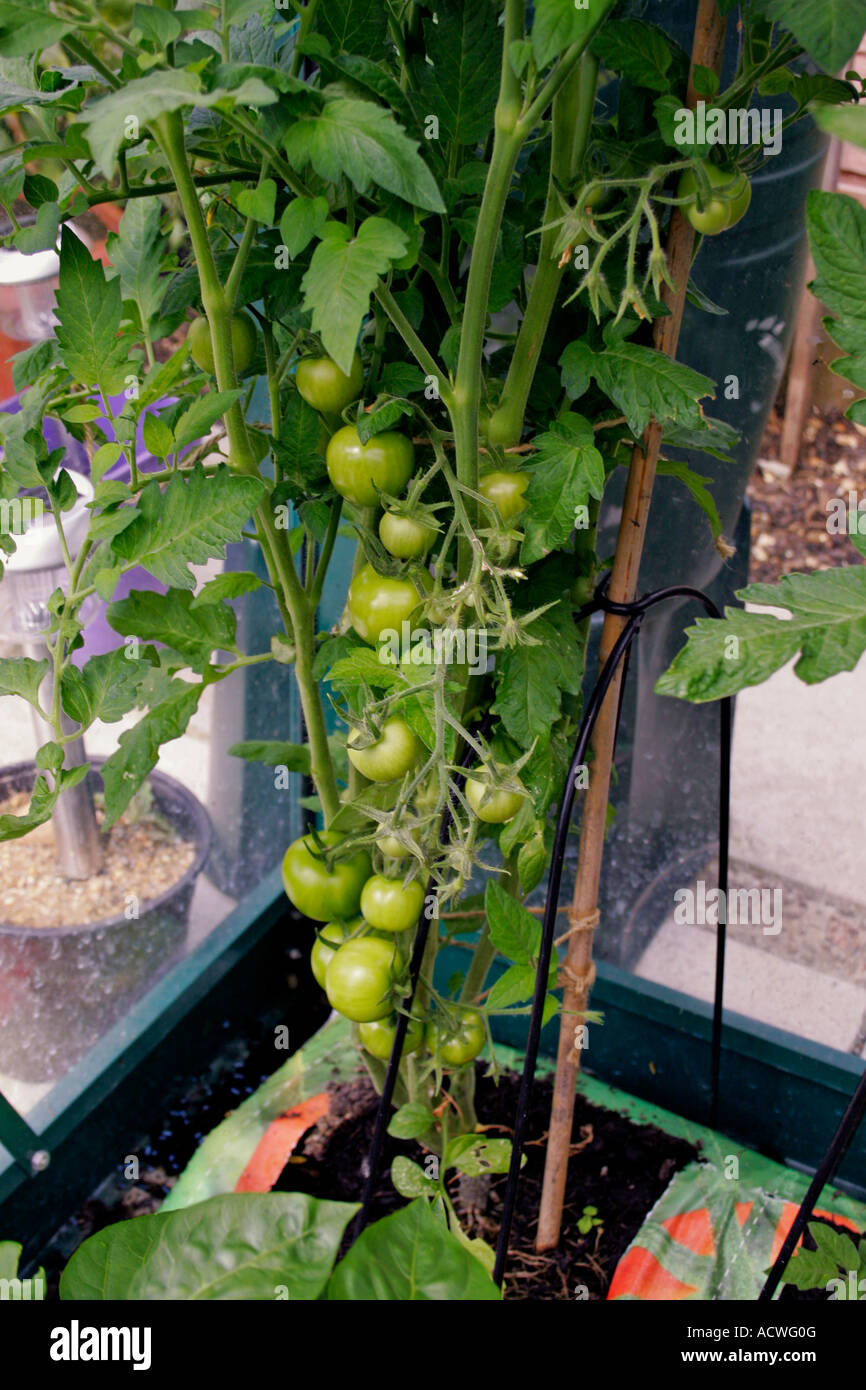 GREEN MONEYMAKER TOMATOES GROWING IN A GREENHOUSE Stock Photo