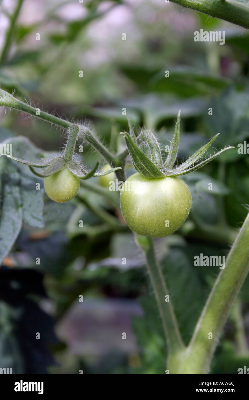 GREEN MONEYMAKER TOMATOES GROWING IN A GREENHOUSE Stock Photo Alamy