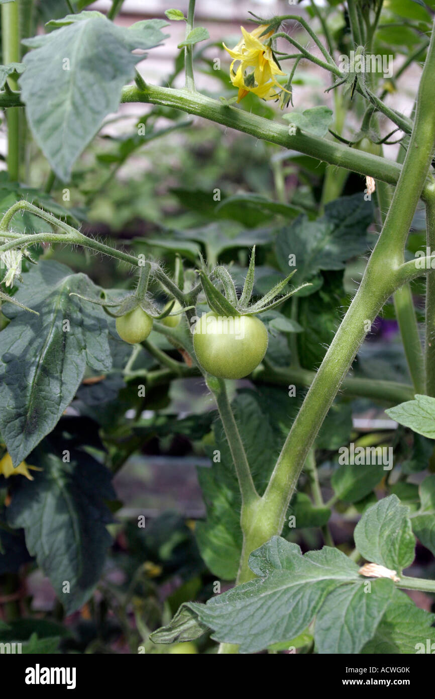 Moneymaker tomato hires stock photography and images Alamy