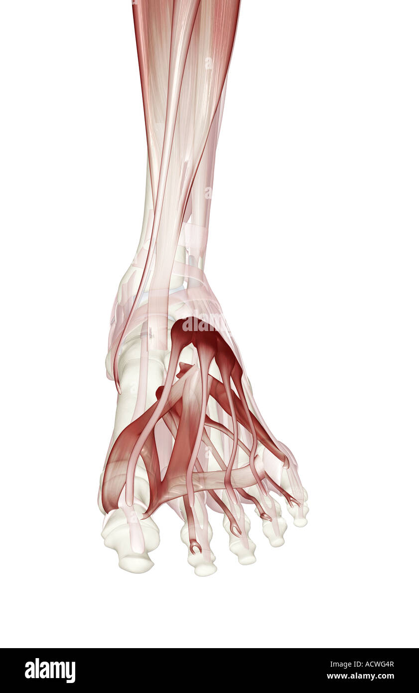 Muscles of the lower leg and foot Stock Photo Alamy