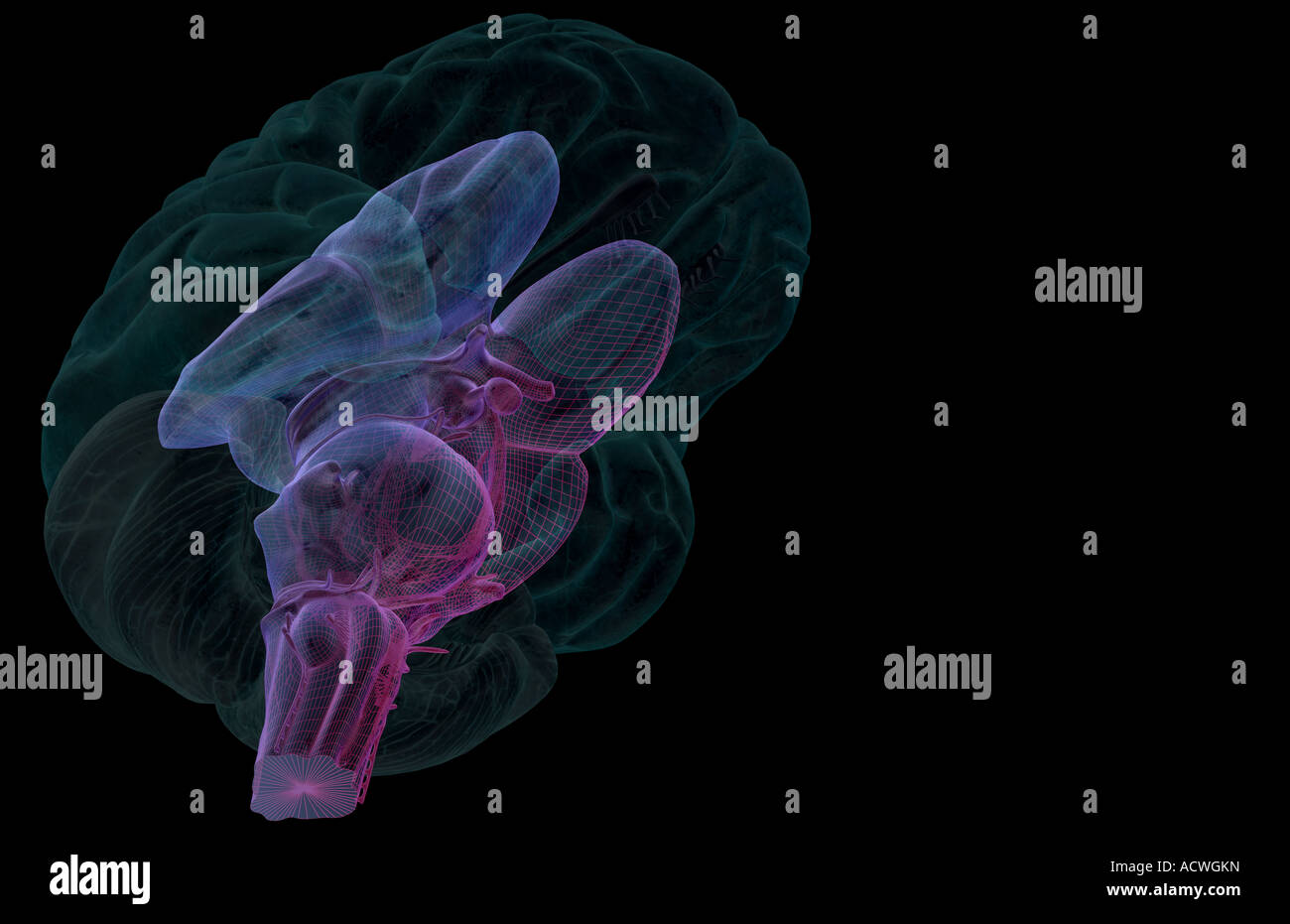 Cerebrum cerebellum brainstem hi-res stock photography and images - Alamy