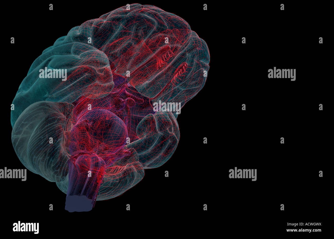 Metencephalon High Resolution Stock Photography and Images - Alamy