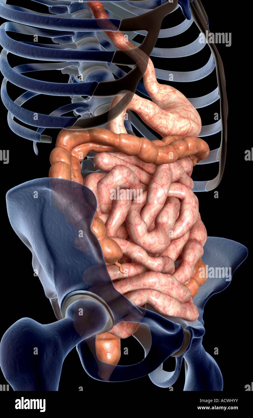 Side view the small intestine and the large intestine hi-res stock ...