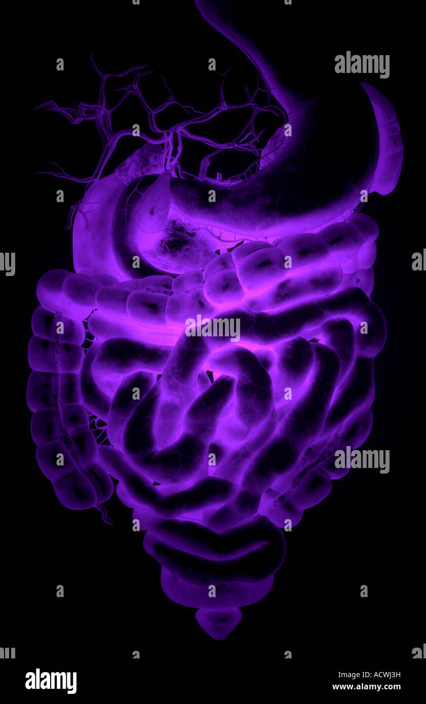 The digestive system Stock Photo