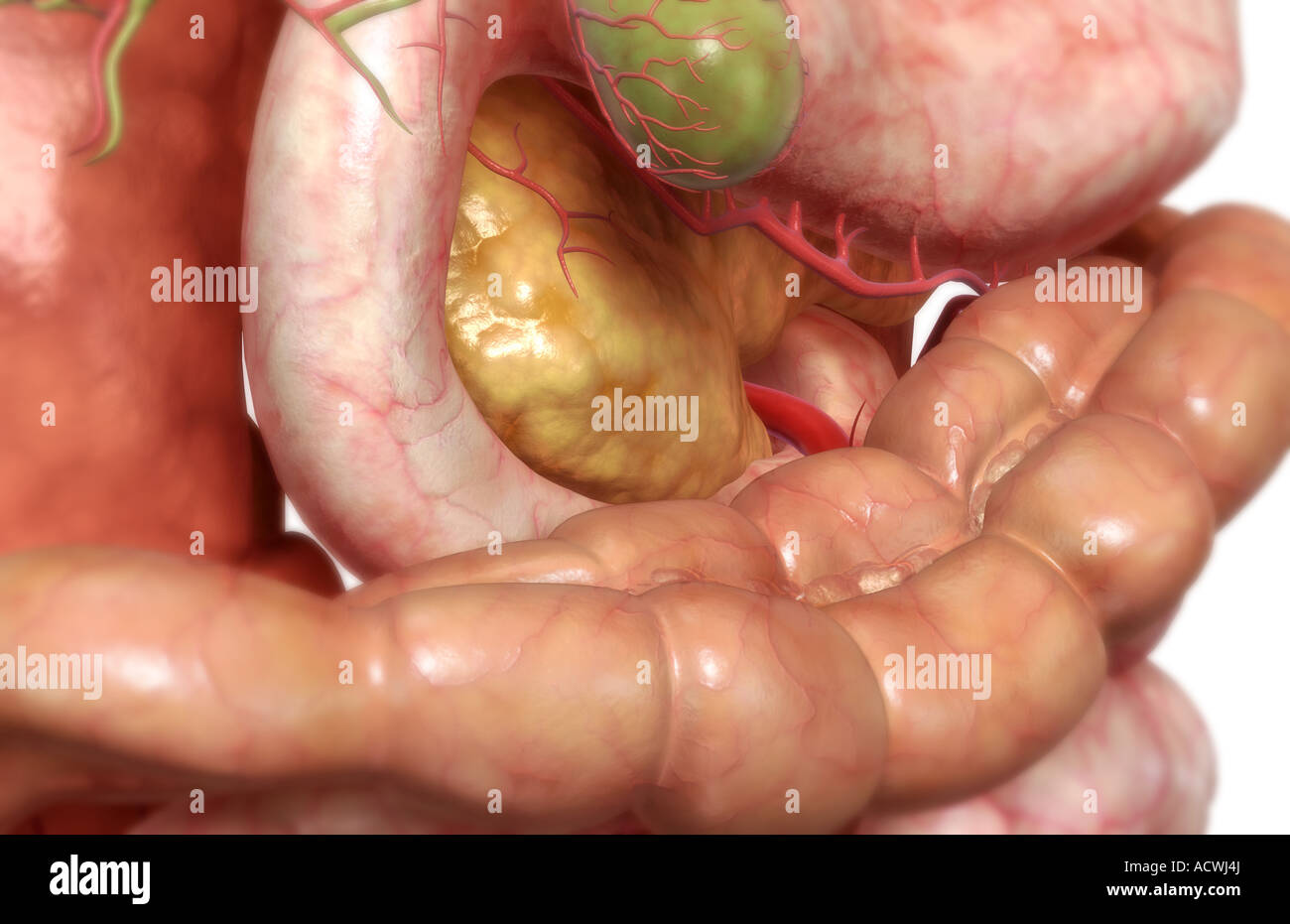 Large Intestine And Bladder High Resolution Stock Photography and Images Alamy