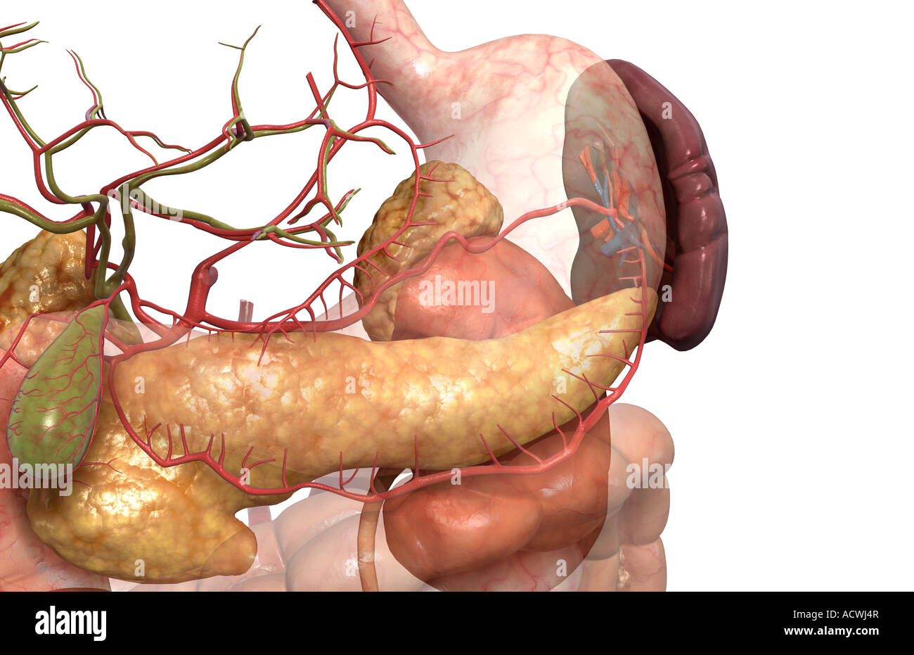 Accessory digestive organs Stock Photo Alamy