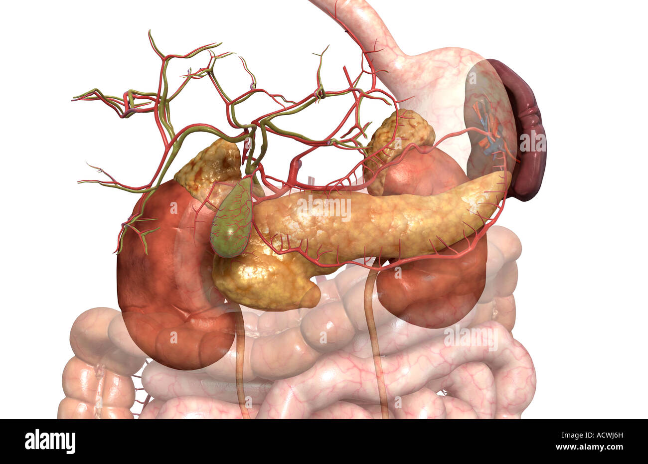 Accessory digestive organs Stock Photo Alamy