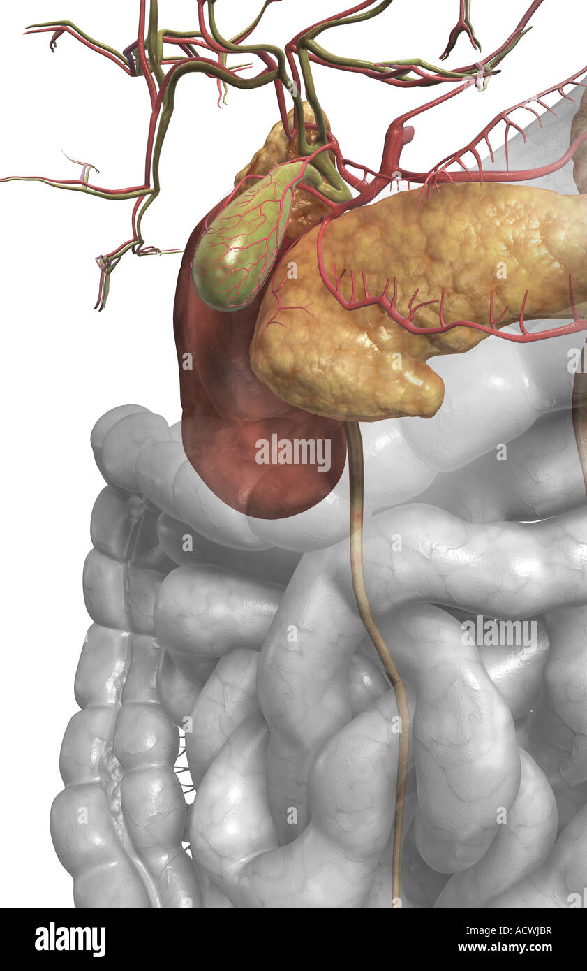 Accessory digestive organs Stock Photo Alamy