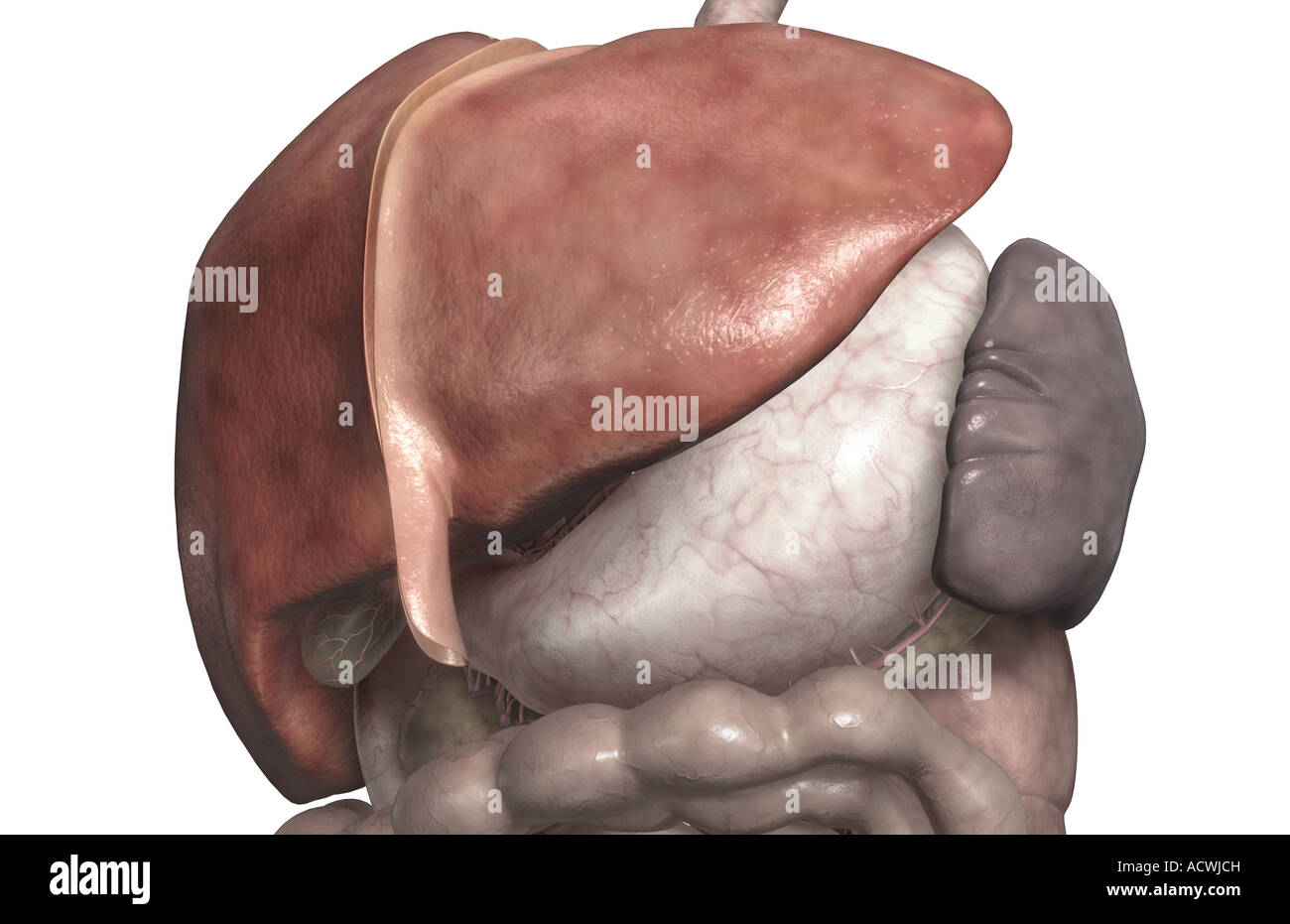 Left lobe of liver hi-res stock photography and images - Alamy