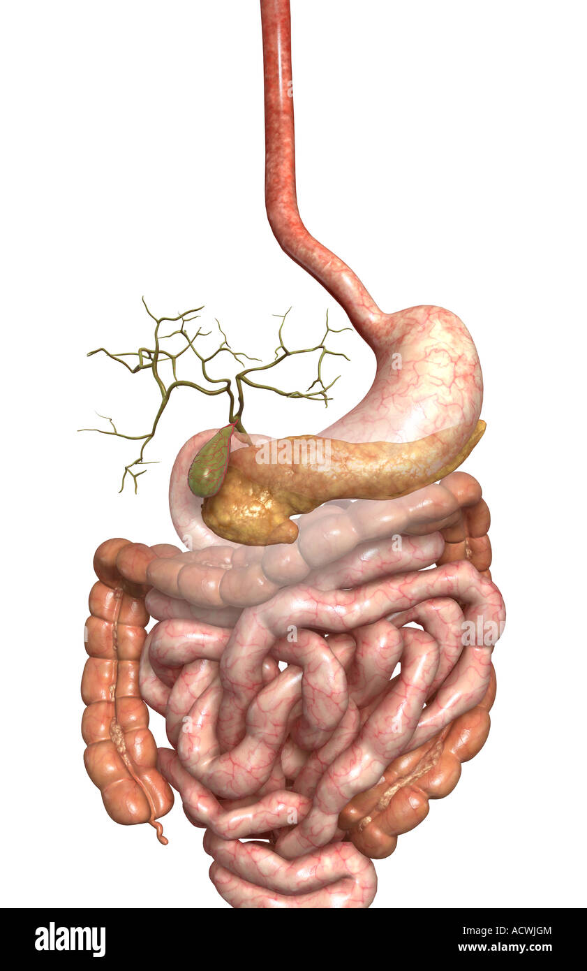 Accessory digestive organs Stock Photo Alamy