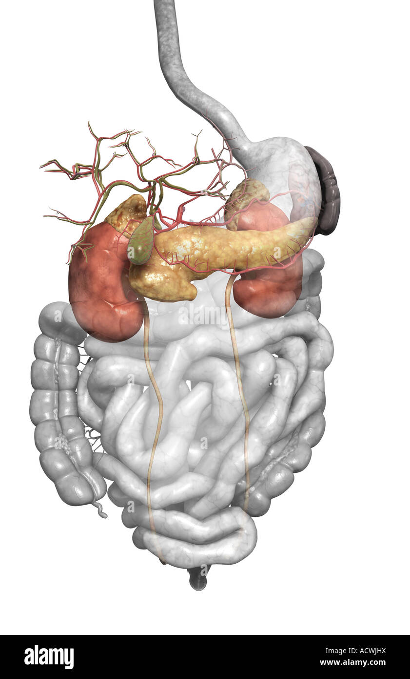 Accessory digestive organs Stock Photo Alamy