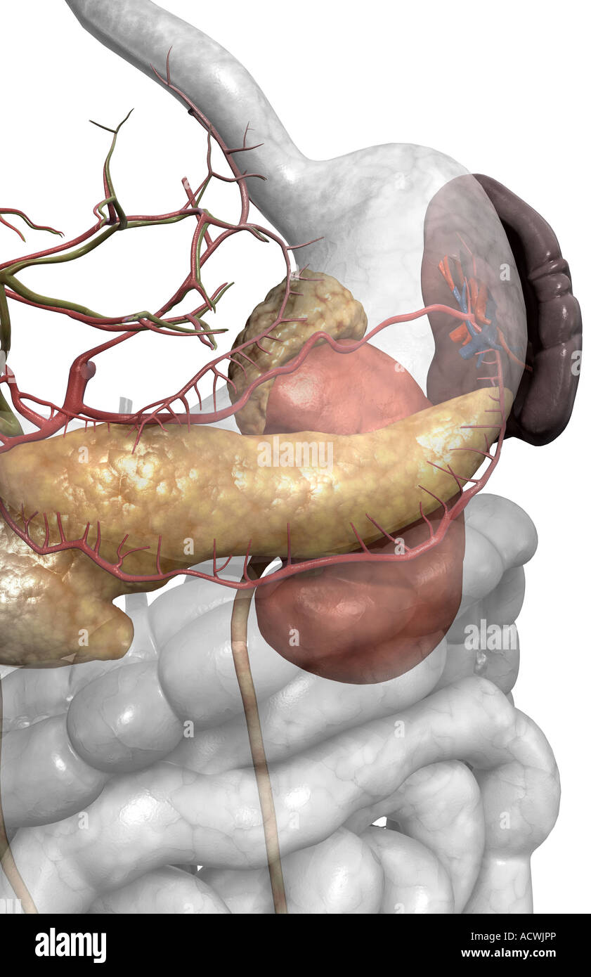 Accessory digestive organs Stock Photo Alamy