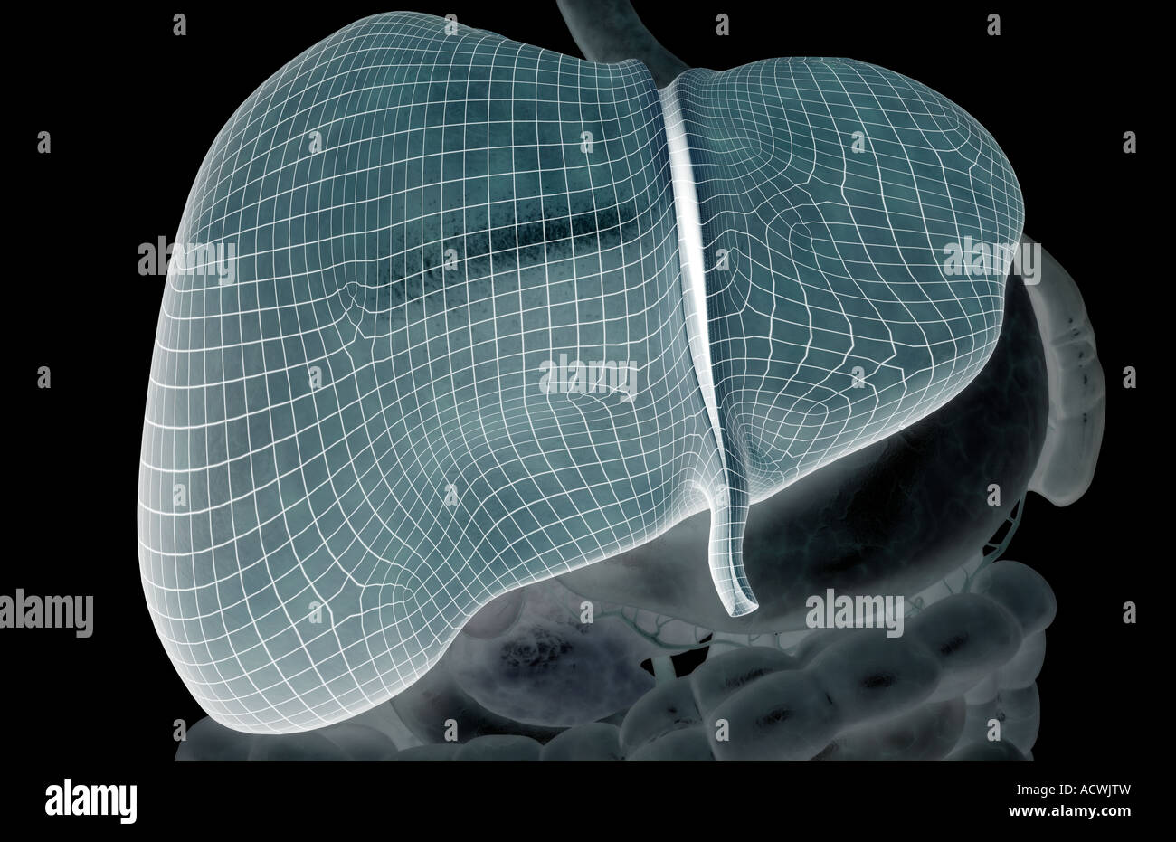 Left lobe of liver hi-res stock photography and images - Alamy