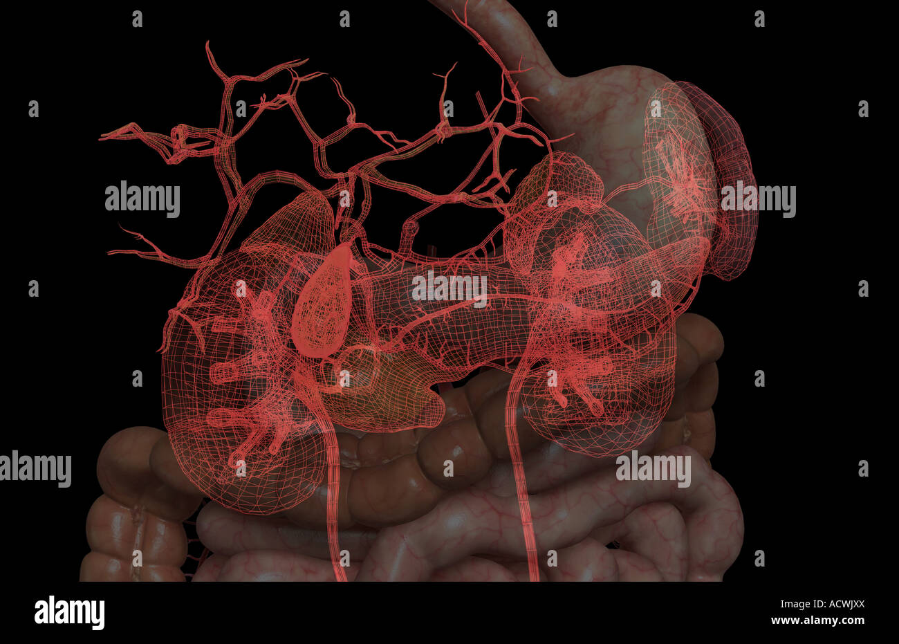 Accessory digestive organs Stock Photo