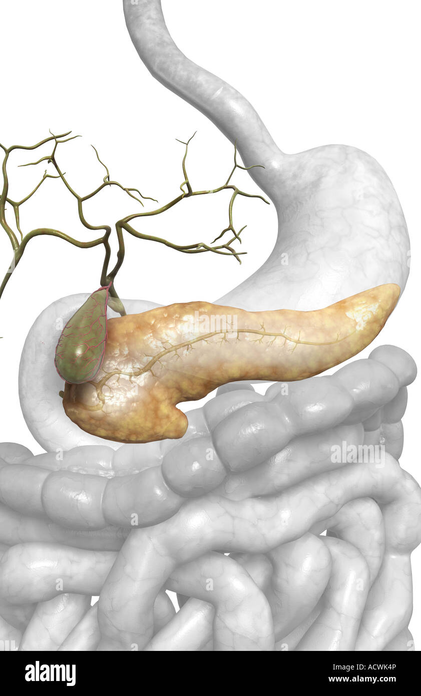 Accessory digestive organs Stock Photo Alamy