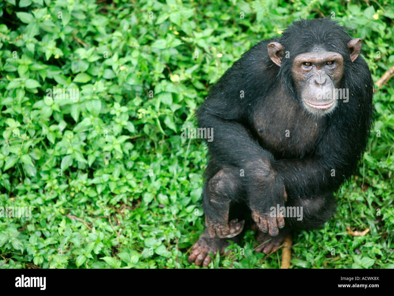 Young chimpanzee  in the bush. Stock Photo