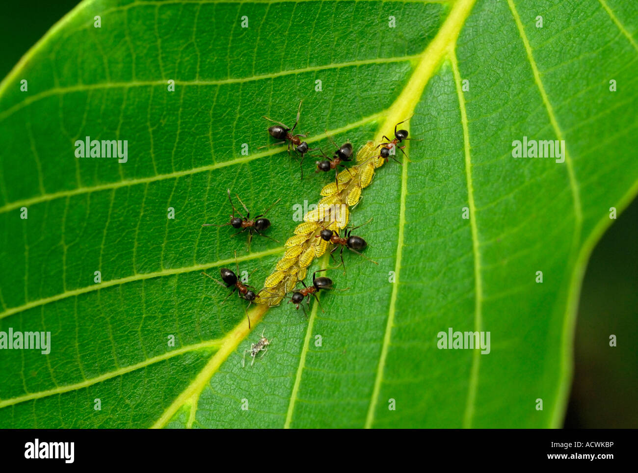 Wood ants / Formica rufa, farming aphids for honeydew on Walnut tree leaf - France. Stock Photo