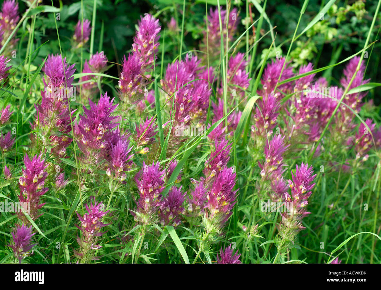 Field (Purple) Cow-Wheat - Melampyrum arvense - early summer, Indre-et-Loire, France (v.rare UK). Stock Photo