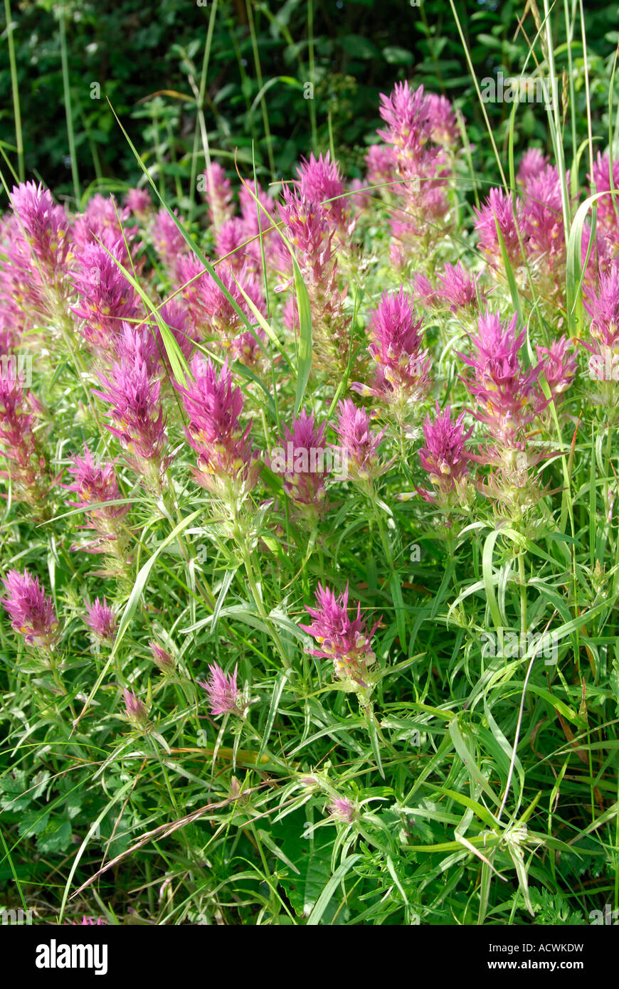 Field (Purple) Cow-Wheat, or Melampyrum arvense, early summer, Indre-et-Loire, France (v.rare UK). Stock Photo