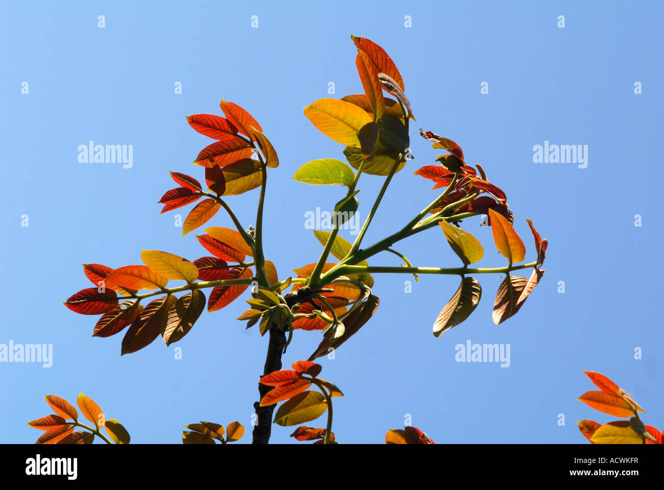 Walnut tree leaves, Juglans regia, Indre-et-Loire, France. Stock Photo