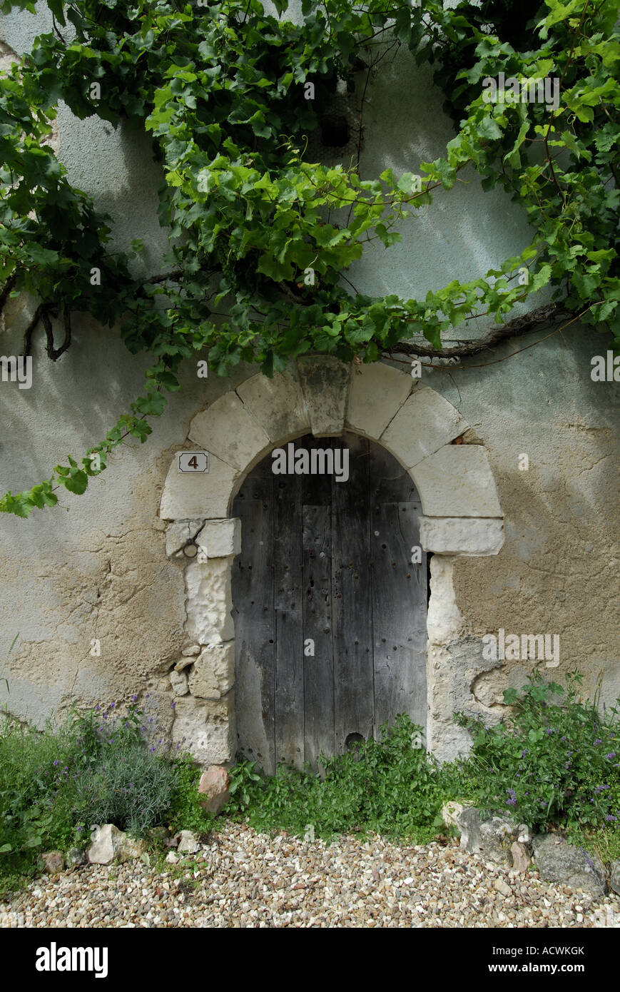 Old doorway and overhanging grape vine, Vicq-sur-Gartempe, Vienne, France Stock Photo