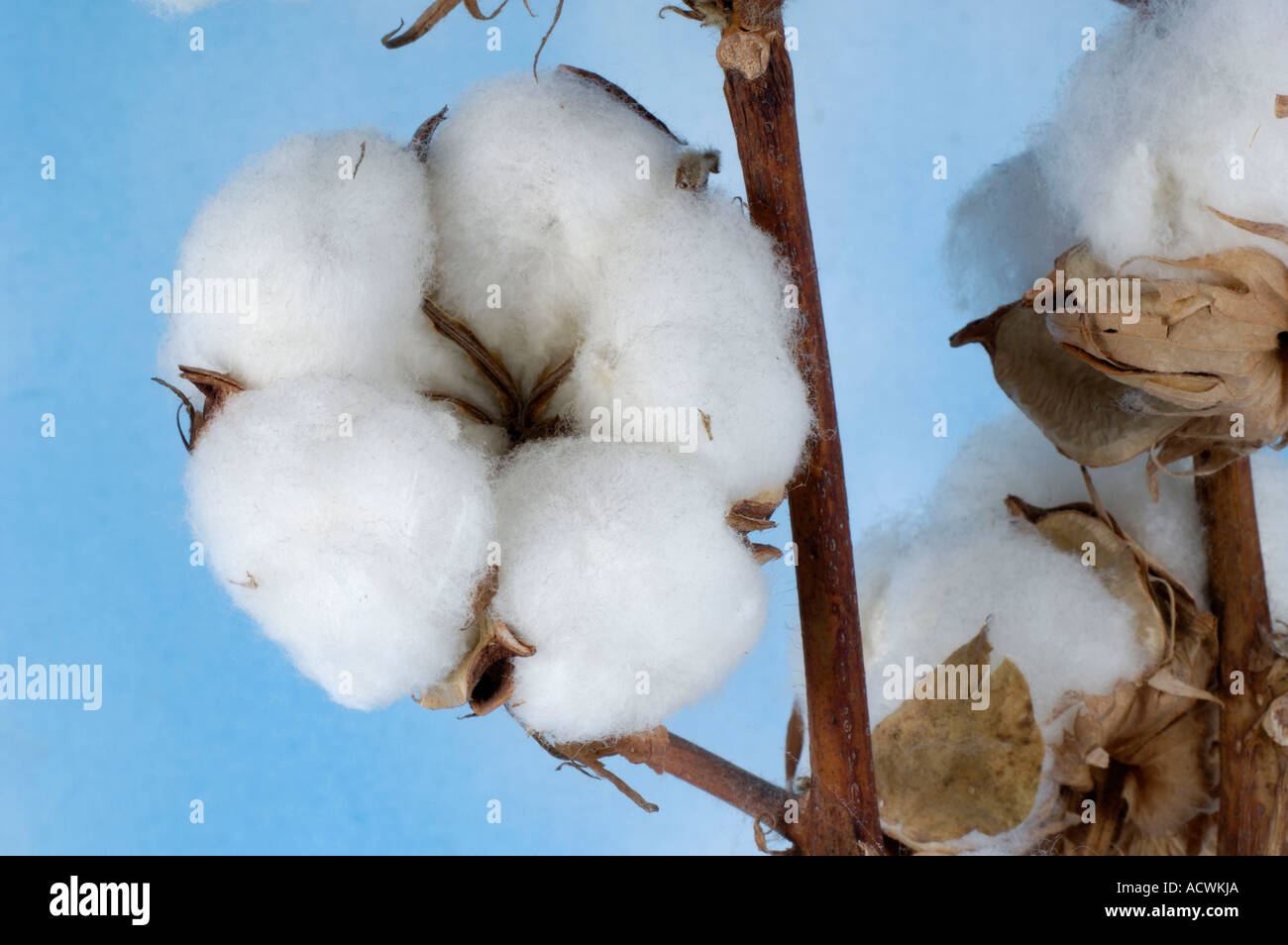 Cotton Stock Photo