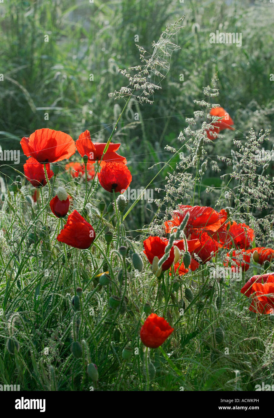 Poppies france wwi hi-res stock photography and images - Alamy