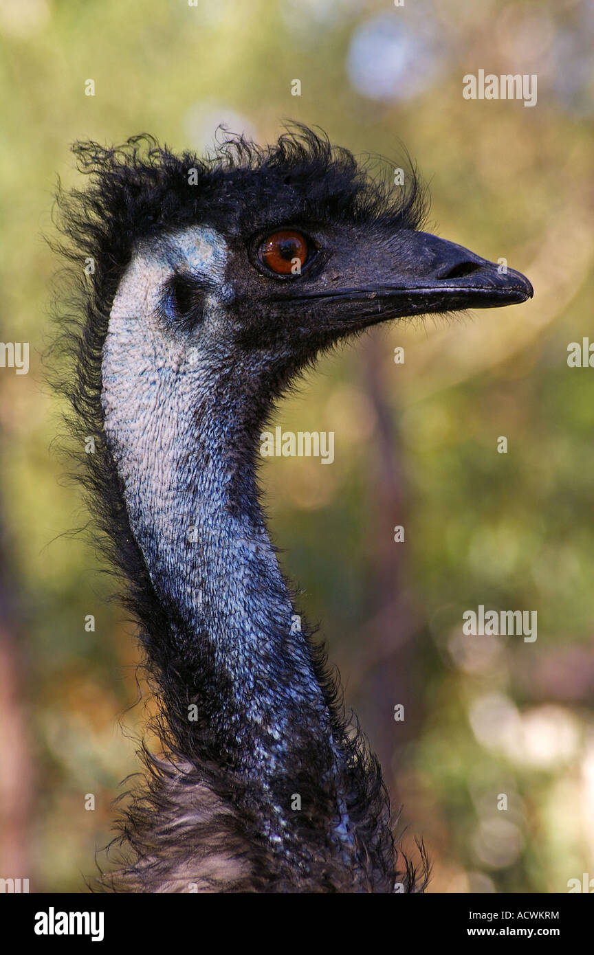 Emu In Bush Emu bush hi-res stock photography and images - Alamy