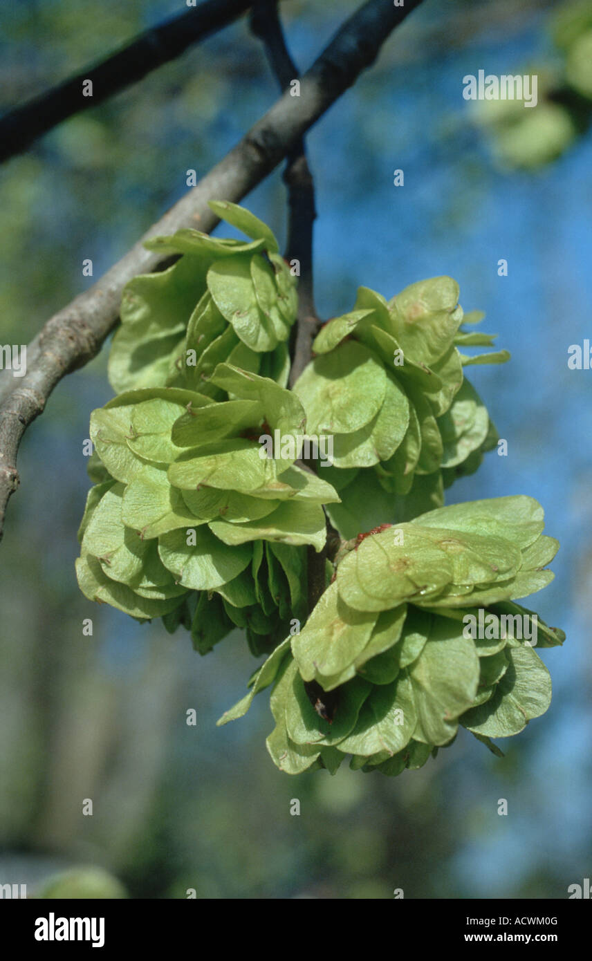 Scotch elm, wych elm (Ulmus glabra, Ulmus scabra), fruits, Germany Stock Photo
