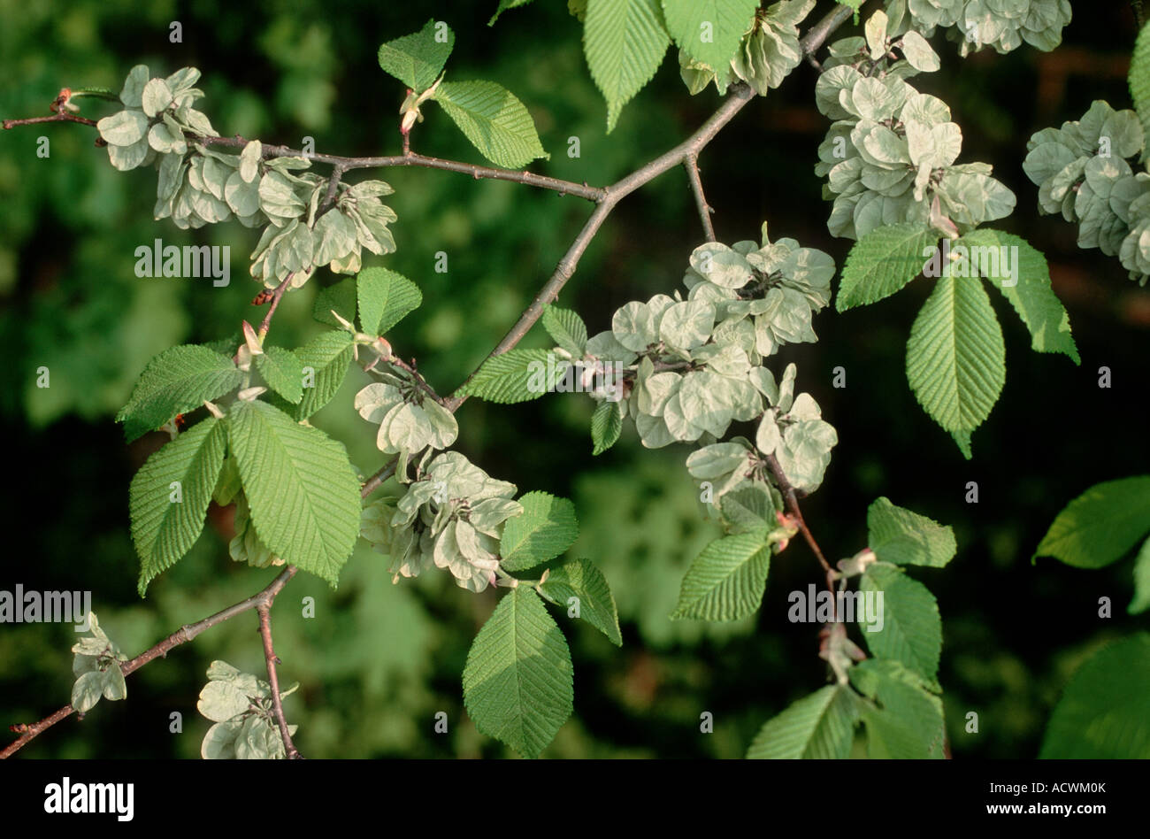 Scotch elm, wych elm (Ulmus glabra, Ulmus scabra), branch with fruis, Germany Stock Photo