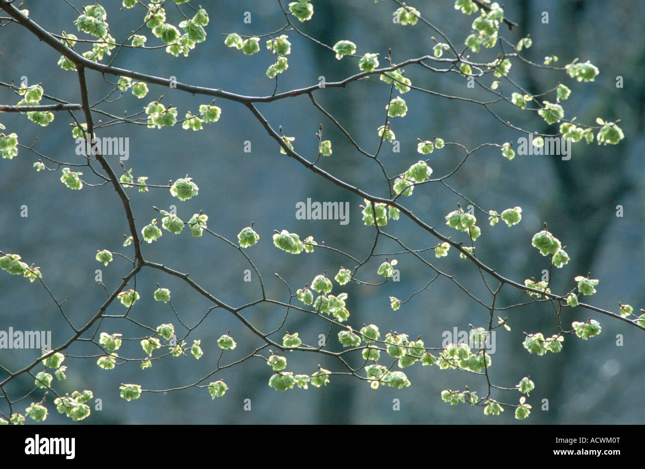 Scotch elm, wych elm (Ulmus glabra, Ulmus scabra), branch with fruis, Germany Stock Photo