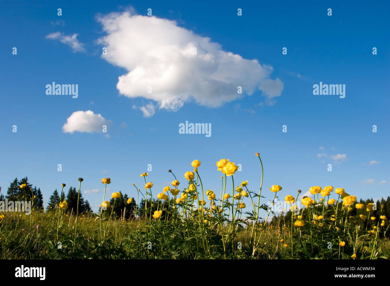 globeflowers trollius europeaus with background smooth sky and cloud lanscape Stock Photo