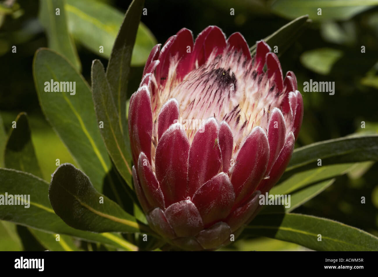 Narrowleaf Sugarbush, Blue Sugarbush (Protea neriifolia