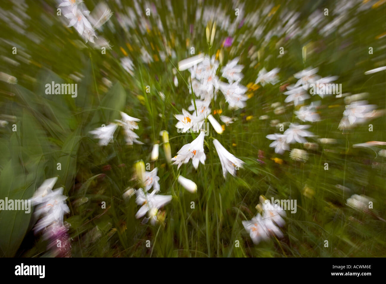 White flowers wild in motion in the meadow Folgaria Trentino wild Stock Photo