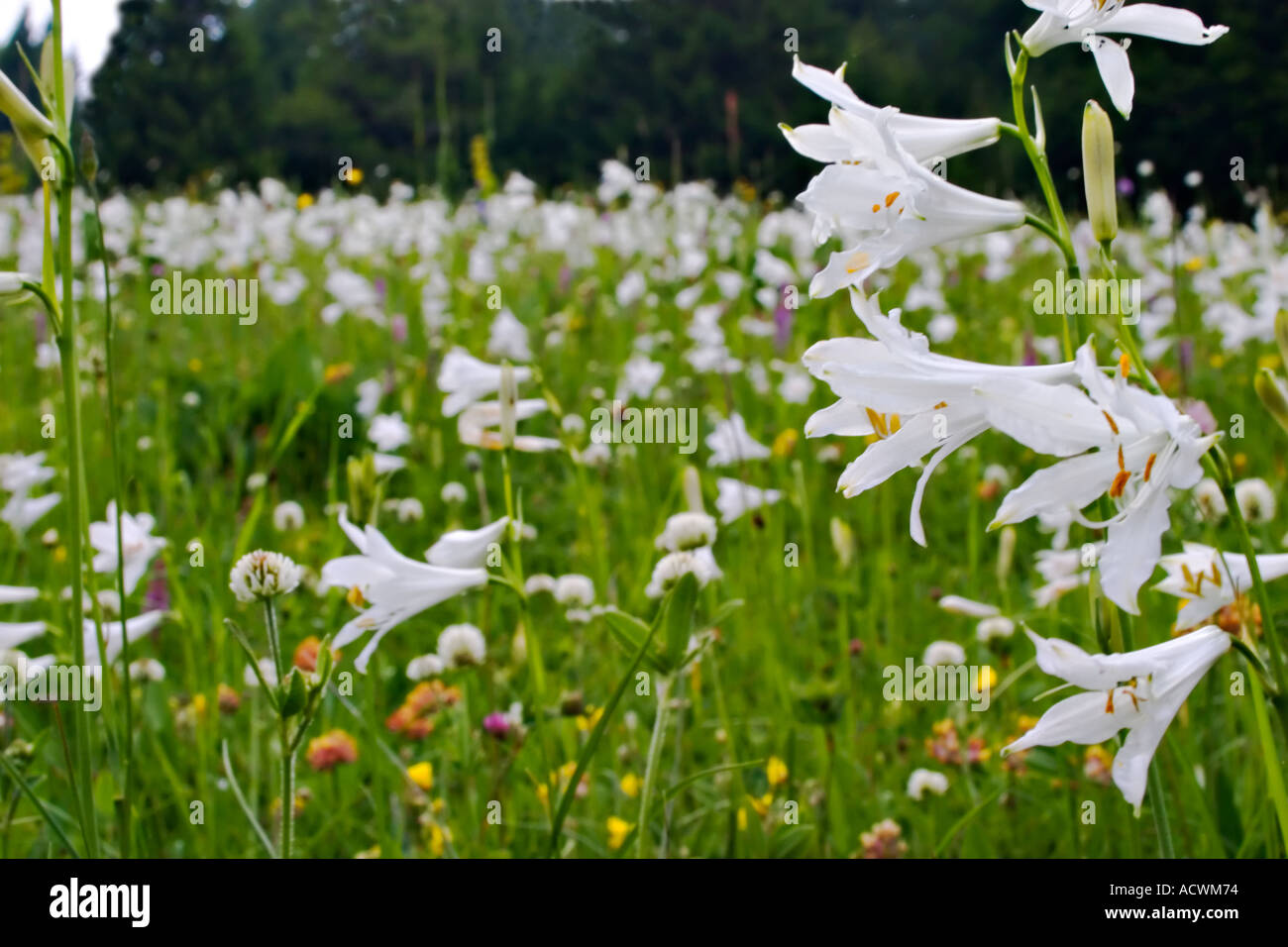 White flowers wild in the meadow Folgaria Trentino wild Stock Photo