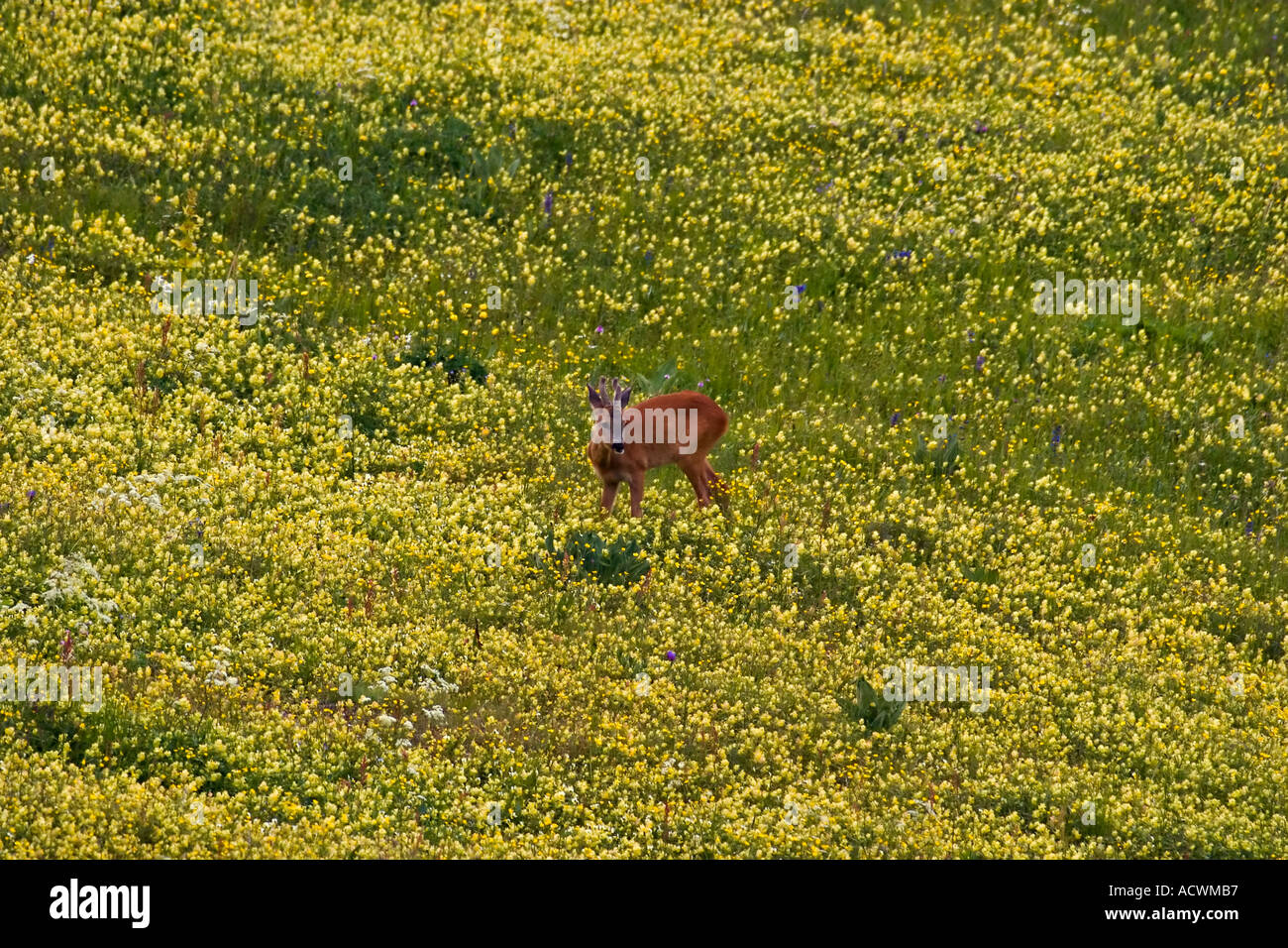 capriolo wild roe deer male capreolus capreolus in yellow flowers folgaria trentino alps Stock Photo