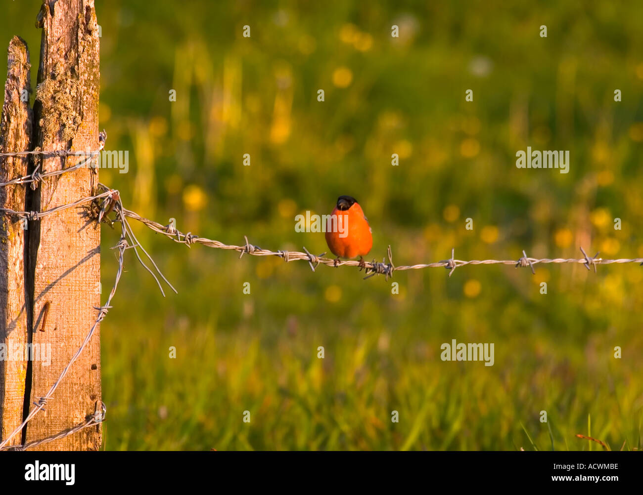 ciufolotto wild bullfinch pyrrhula pyrrhula in folgaria trentino Stock Photo