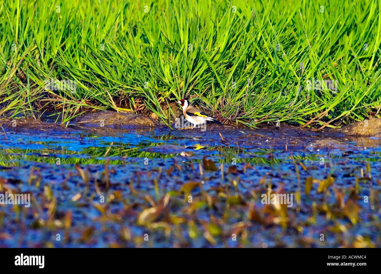 cardellino wild goldfinch Carduelis carduelis male drinking in pond folgaria trentino Stock Photo