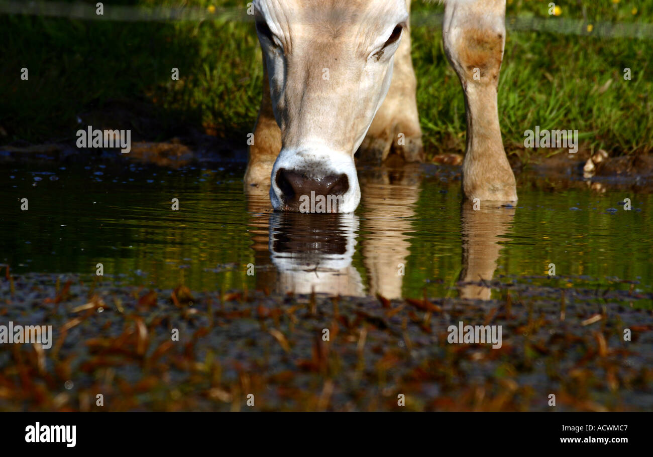 cow that drinks to the pond in Folgaria Trentino Stock Photo