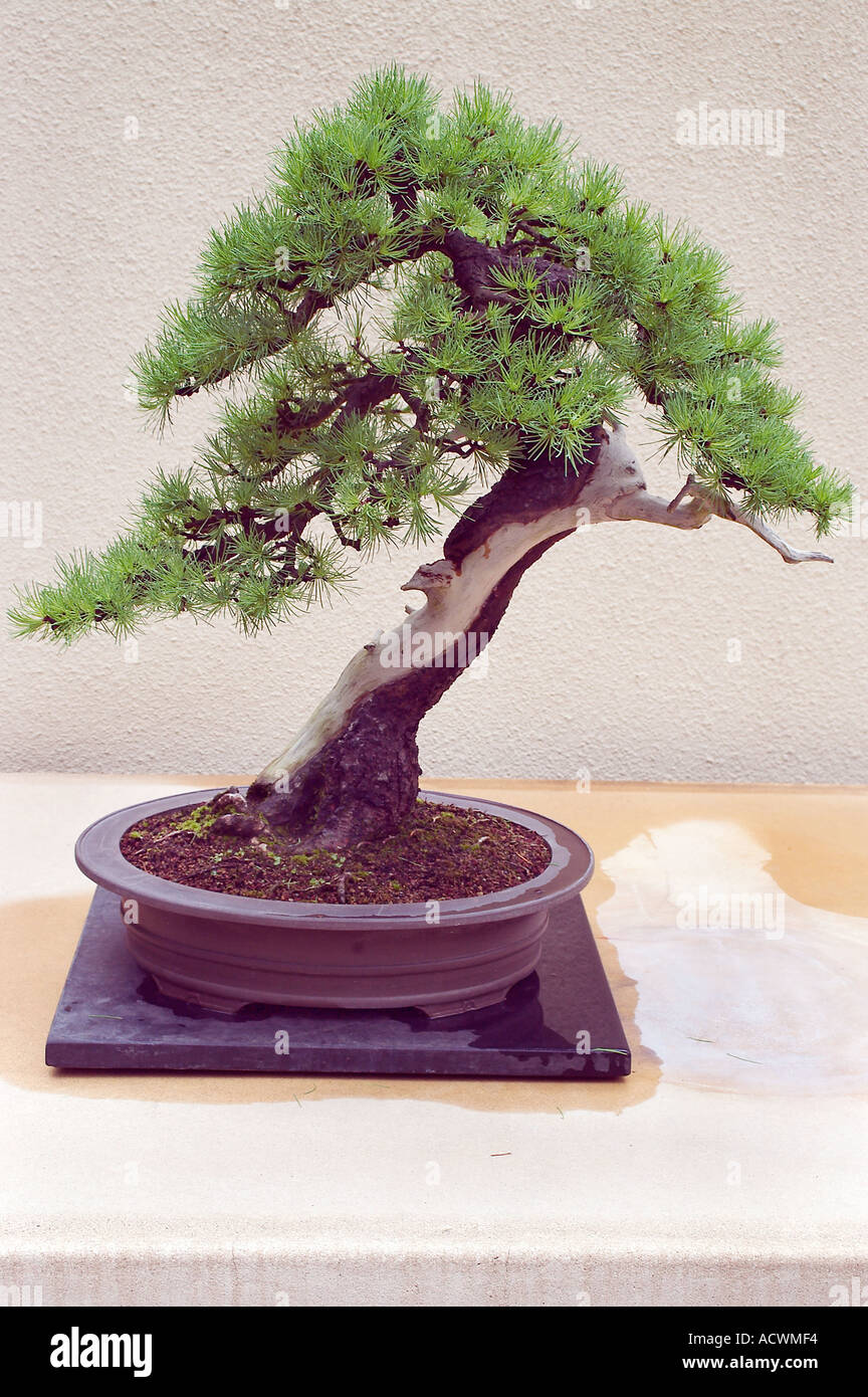 Prachtexemplar eines traditionellen Bonsai exceptional example of a